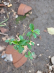 Tracheophyta