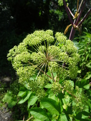 Angelica archangelica