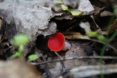 Sarcoscypha occidentalis image