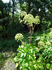 Angelica archangelica