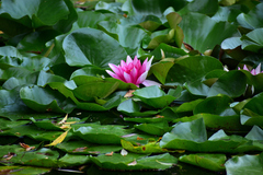 Nymphaea × marliacea