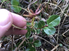 Salix fuscescens