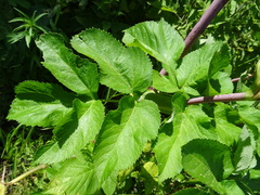 Angelica archangelica