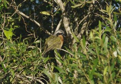 Telophorus olivaceus