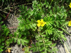 Argentina anserina