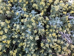 Helichrysum lepidissimum