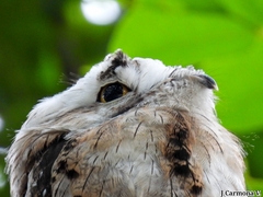 Nyctibius jamaicensis