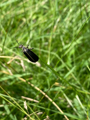 Epicauta cinerea-group