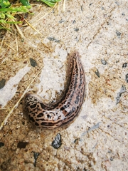 Limax maximus