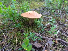 Leccinum vulpinum