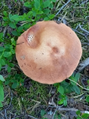 Leccinum vulpinum