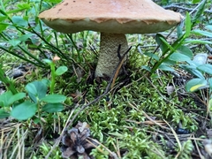 Leccinum vulpinum