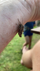 Apamea monoglypha