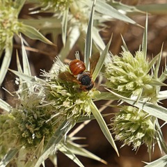 Icteranthidium ferrugineum
