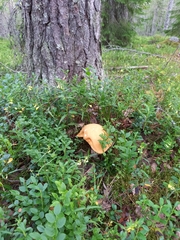 Leccinum vulpinum