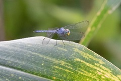 Chalcostephia flavifrons