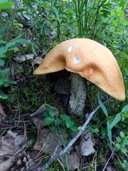 Leccinum vulpinum
