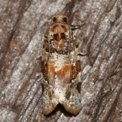 Argyrotaenia kimballi