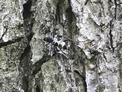 Xylotrechus ibex