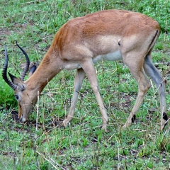Aepyceros melampus