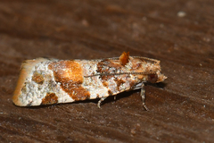 Argyrotaenia kimballi