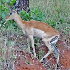Aepyceros melampus