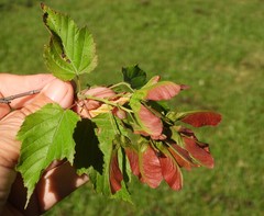 Acer tataricum