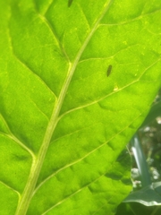 Beta vulgaris cicla