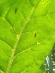 Beta vulgaris cicla