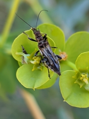 Oedemera basalis
