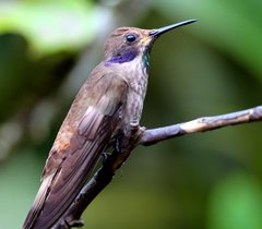 Colibri delphinae