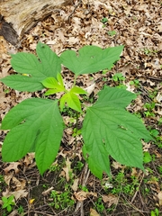 Ambrosia trifida