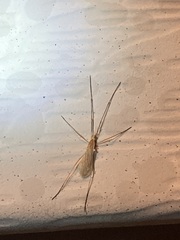 Eriopterini