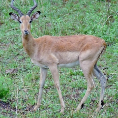 Aepyceros melampus