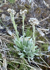 Antennaria lanata