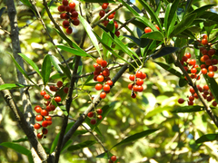 Citharexylum montevidense