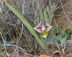 Gladiolus watermeyeri