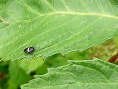 Planuncus tingitanus