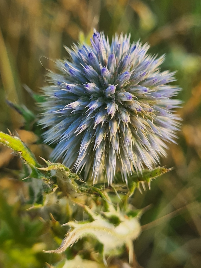 Echinops sphaerocephalus, Kaisermühlen, Wien, Österreich