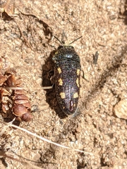 Acmaeodera bipunctata