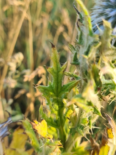 Echinops sphaerocephalus