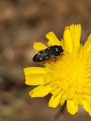 Acmaeodera bipunctata