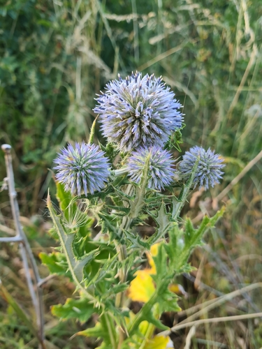 Echinops sphaerocephalus