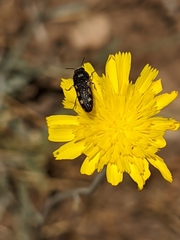 Acmaeodera bipunctata