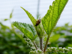 Plagiognathus arbustorum