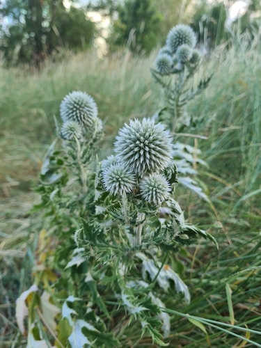 Echinops sphaerocephalus