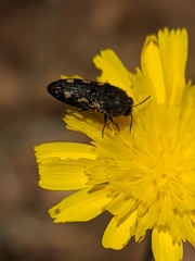 Acmaeodera bipunctata