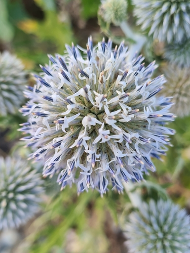 Echinops sphaerocephalus