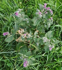 Arctium tomentosum