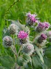 Arctium tomentosum